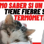 Cómo detectar fiebre en gatos sin utilizar un termómetro.