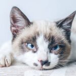 Cómo detectar si tu gato está triste y cómo ayudarlo.