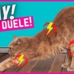 ¿Cómo detectar si tu gato sufre dolor articular?