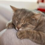 Cómo determinar si es necesario dormir a tu gato doméstico