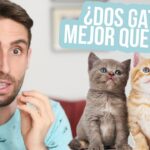 Cómo determinar si tu gato necesita un compañero felino.