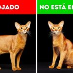 ¿Como Dice Un Gato Te Quiero?