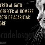 ¿Como Dios Creó Al Gato?