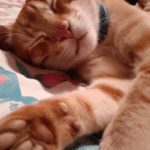 ¿Cómo Duerme Un Gato Feliz?