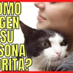 ¿Cómo Eligen Los Gatos A Su Persona Favorita?