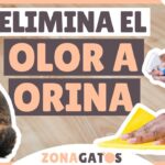 ¿Cómo Eliminar El Olor A Gato En Tu Casa?