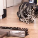 ¿Cómo Eliminar El Olor De Las Heces De Gato?