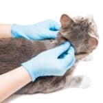 Cómo eliminar las pulgas de los gatos de forma efectiva y segura.