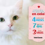 Cómo es el Primer Celo de un Gato Macho