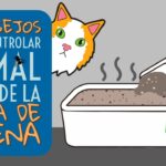 ¿Cómo Evitar El Olor De La Caja Del Gato?