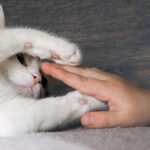 Cómo evitar tocar las zonas sensibles de un gato como mascota.