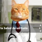 Cómo favorecer la salud intestinal de tu gato en casa.