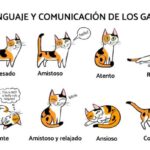 ¿Cómo Hablar El Lenguaje De Los Gatos?