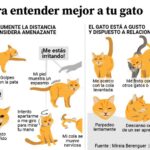 ¿Cómo Hacer Entender A Un Gato Que No Haga Algo?