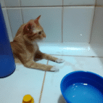 ¿Cómo Hacer Para Bañar A Un Gato?