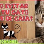 ¿Cómo Hacer Para Que El Gato No Se Vaya De La Casa?