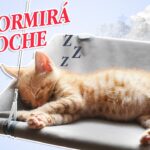 ¿Cómo Hacer Que Un Gato Duerma En La Noche?