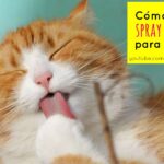 ¿Cómo Hacer Un Spray Antipulgas Para Gatos?