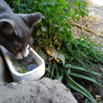 ¿Cómo Hidratar A Un Gato Que No Quiere Tomar Agua?