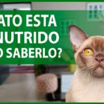 Cómo identificar la desnutrición en gatos: señales y síntomas