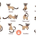 Cómo identificar si tu gato actúa como un protector.