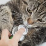 Cómo identificar si tu gato ha sido envenenado: señales y precauciones.
