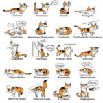 ¿Cómo Le Hacen Los Gatos Cuando Están Enojados?