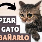 ¿Cómo Limpiar El Pelo De Mi Gato Sin Bañarlo?