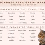 ¿Cómo Llamar A Un Gato Macho?