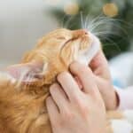 Cómo los gatos demuestran amor: señales de afecto felino.