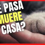 Cómo manejar la situación si un gato muere en casa.