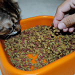 ¿Cómo Preparar El Arroz Para Un Gato Con Diarrea?