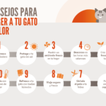 Cómo Prevenir el Celo en Gatos: Consejos y Tips