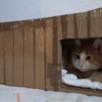 ¿Cómo Proteger A Los Gatos Callejeros Del Frío?