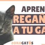 ¿Cómo Regañar A Mi Gato Cuando Me Muerde?