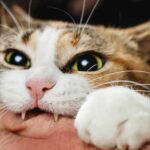 ¿Cómo Reprender A Un Gato Sin Pegarle?