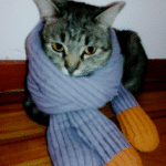 ¿Cómo Saber Cuando Un Gato Tiene Frío?