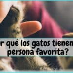 ¿Cómo Saber Quién Es El Favorito De Mi Gato?