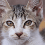 ¿Cómo Saber Si Un Gato Tiene Parvovirus?