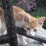 Cómo se comportan los gatos callejeros durante la lluvia.