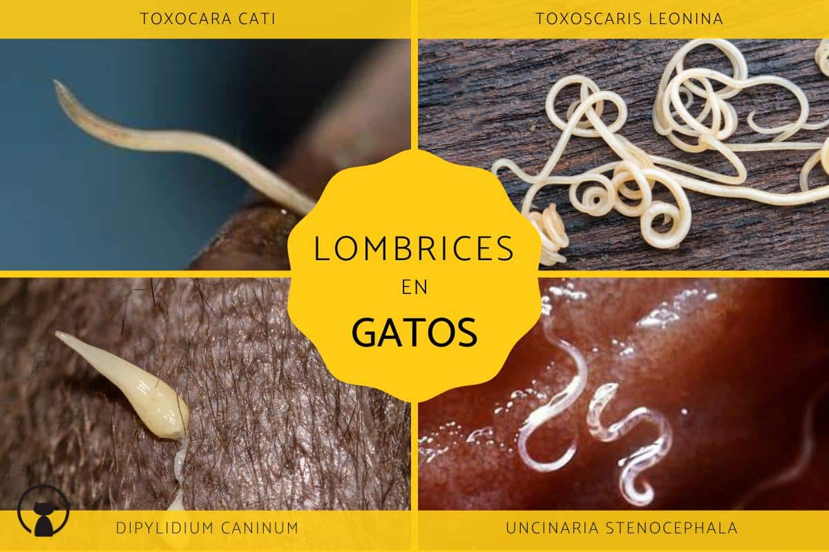 ¿Cómo Se Contagian Las Lombrices De Gatos A Humanos? - Salud Gatuna