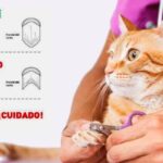 ¿Cómo Se Le Corta Las Uñas A Un Gato?