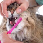 ¿Cómo Se Limpian Los Dientes De Los Gatos?