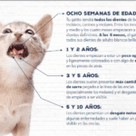 ¿Cómo Se Puede Saber La Edad De Los Gatos?