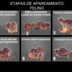 ¿Cómo Se Reproducen Los Gatos Sexualmente?