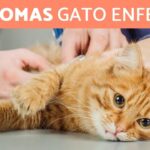 ¿Cómo Se Sabe Si Un Gato Está Enfermo?