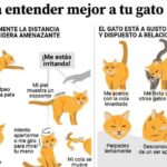 Cómo se siente tu gato cuando tú no estás en casa.