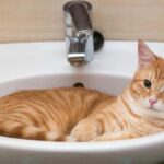 ¿Cómo se siente un gato durante su baño?