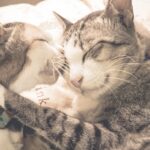 ¿Cómo Son Los Besos De Los Gatos?