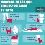 ¿Cómo Te Demuestran Su Amor Los Gatos?